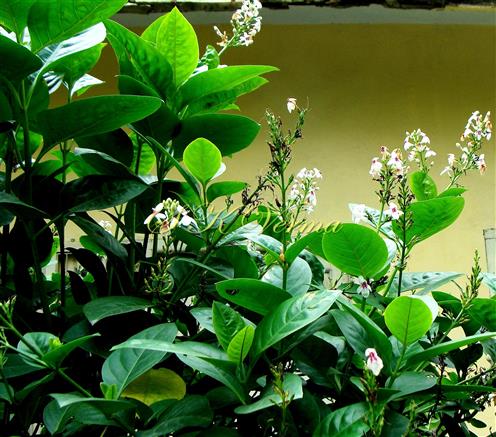  Plant